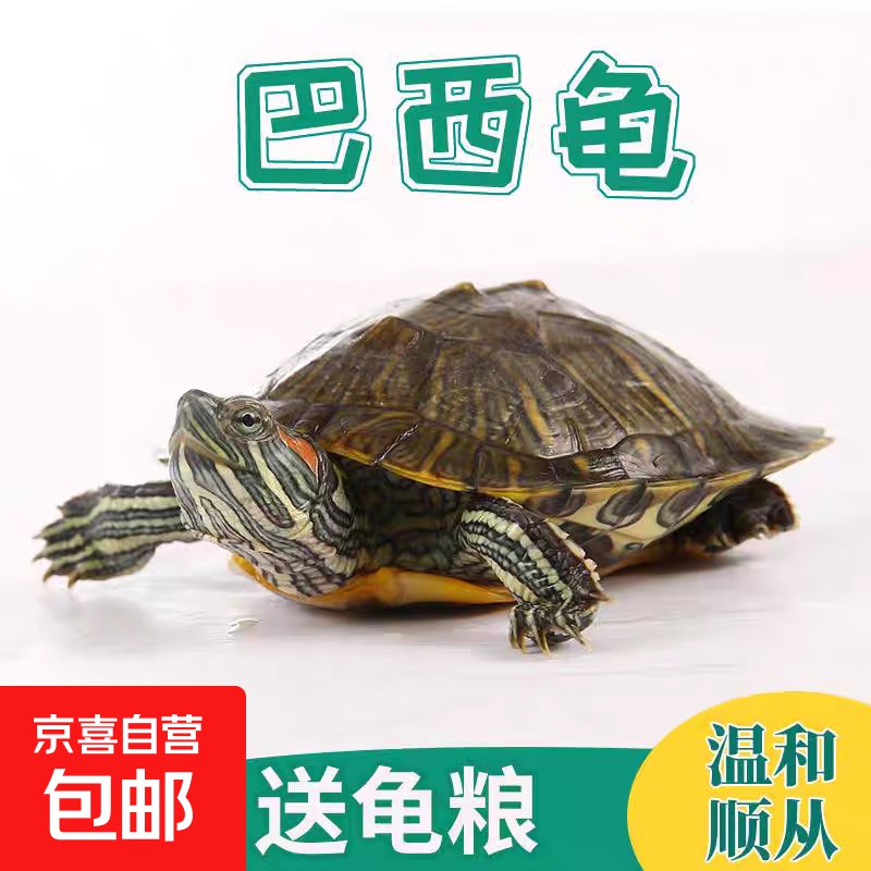 按需巴西龟1只龟粮💰0.99