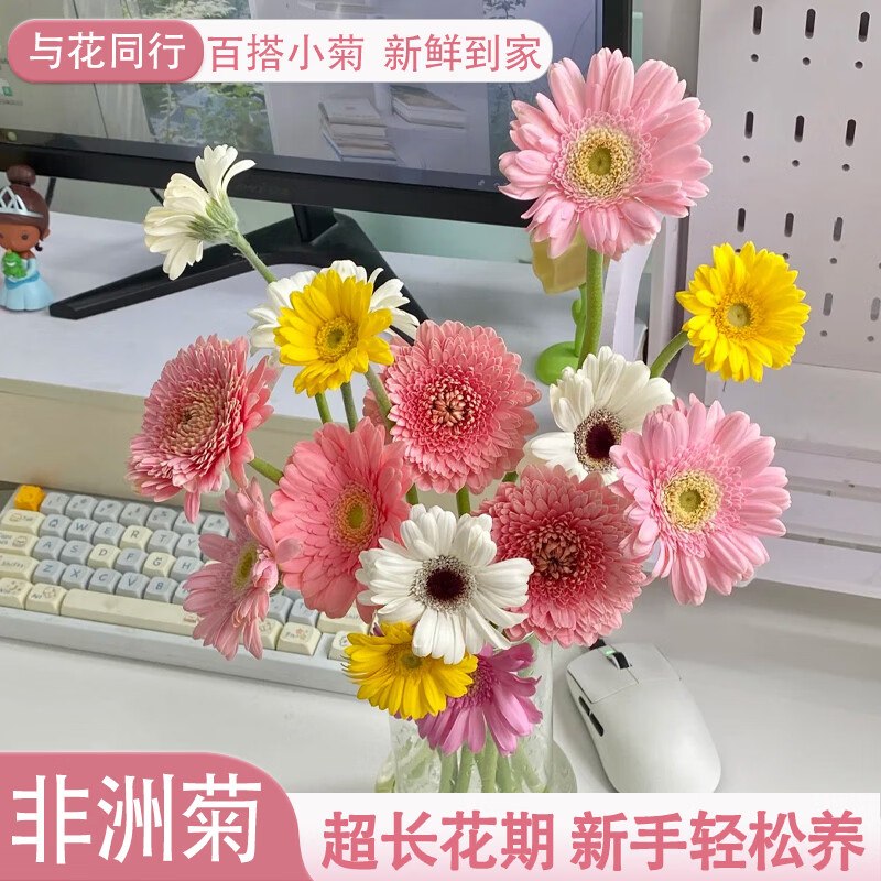 与花同行鲜花合集非洲菊【买10枝送10枝】