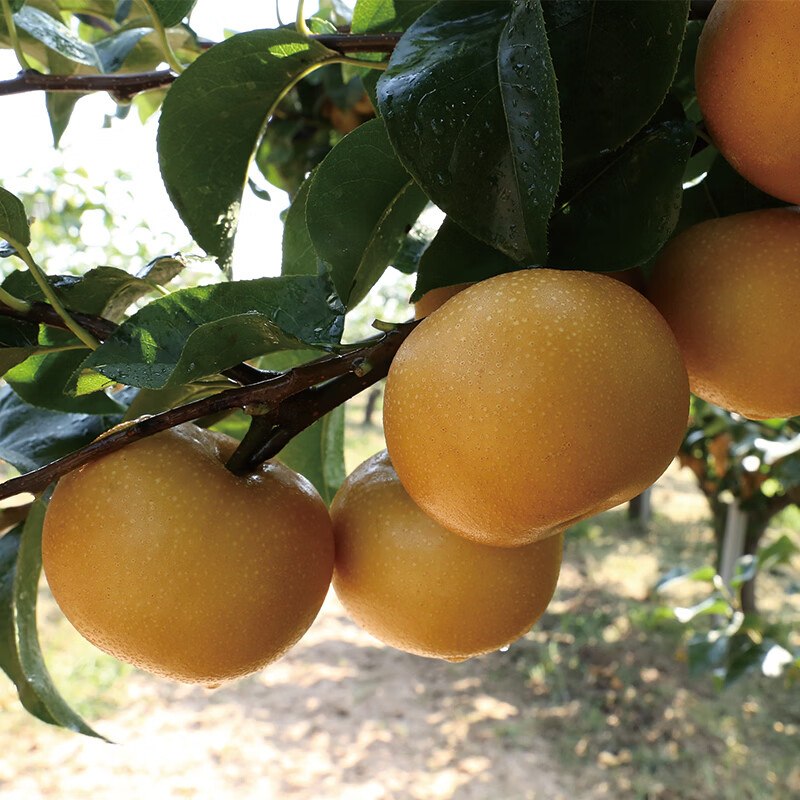 青青大地 莱阳正宗秋月梨拍下19.9元得【净重4斤】